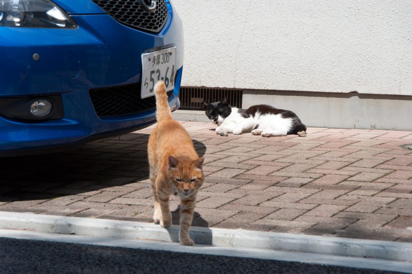武蔵野市の猫