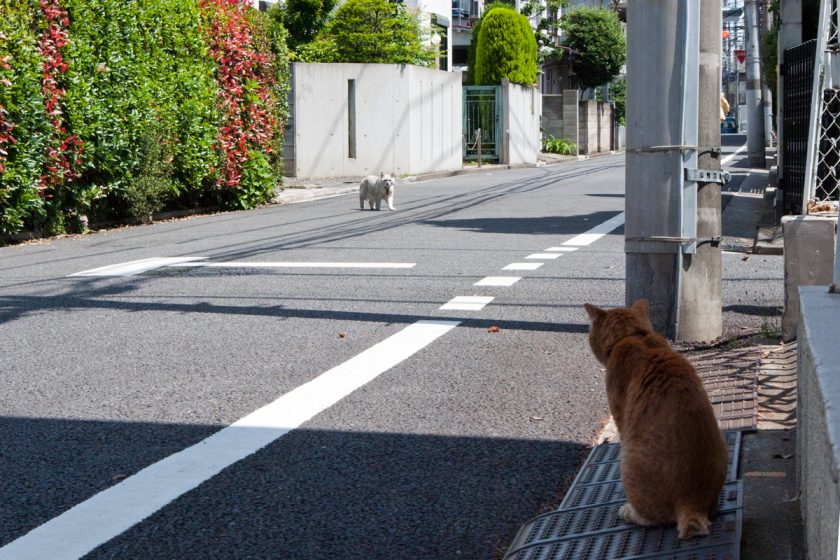 武蔵野市の猫