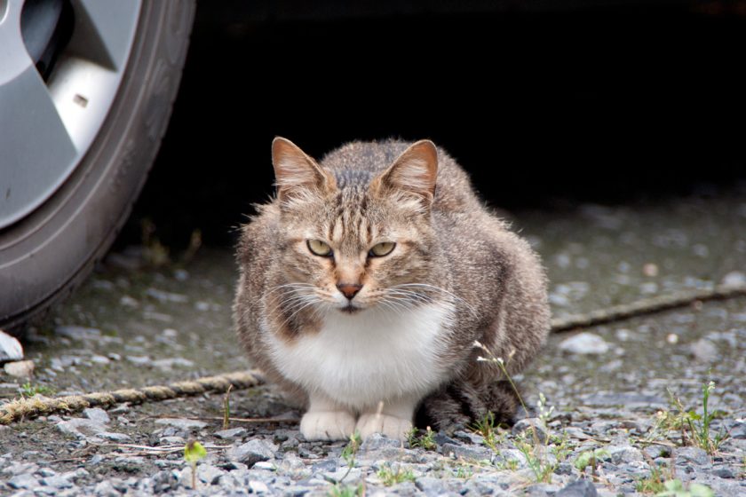 立川市の猫