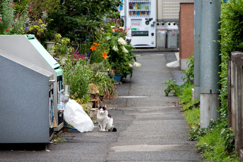 立川市の猫