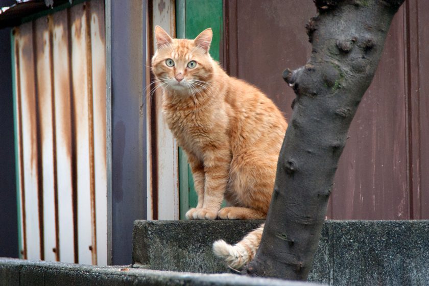 立川市の猫