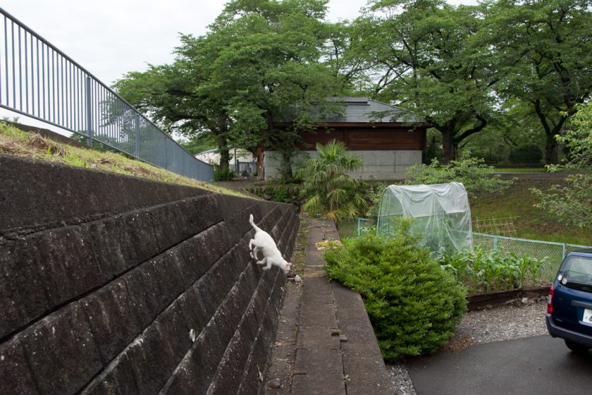 羽村市の猫