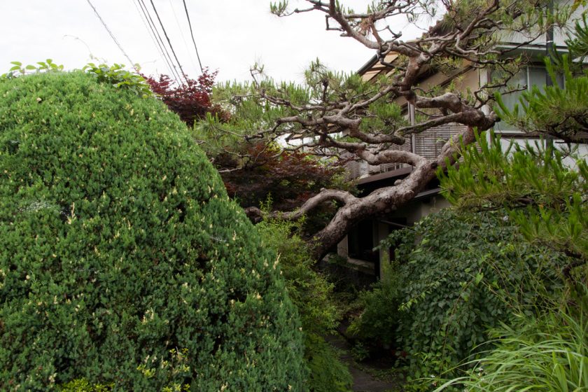 羽村市の猫