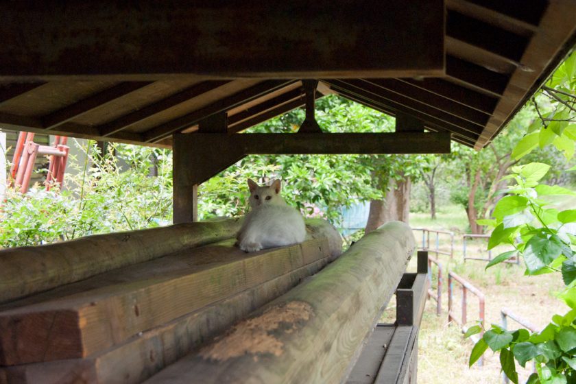 羽村市の猫