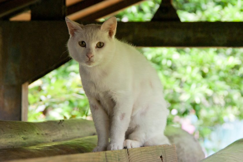 羽村市の猫