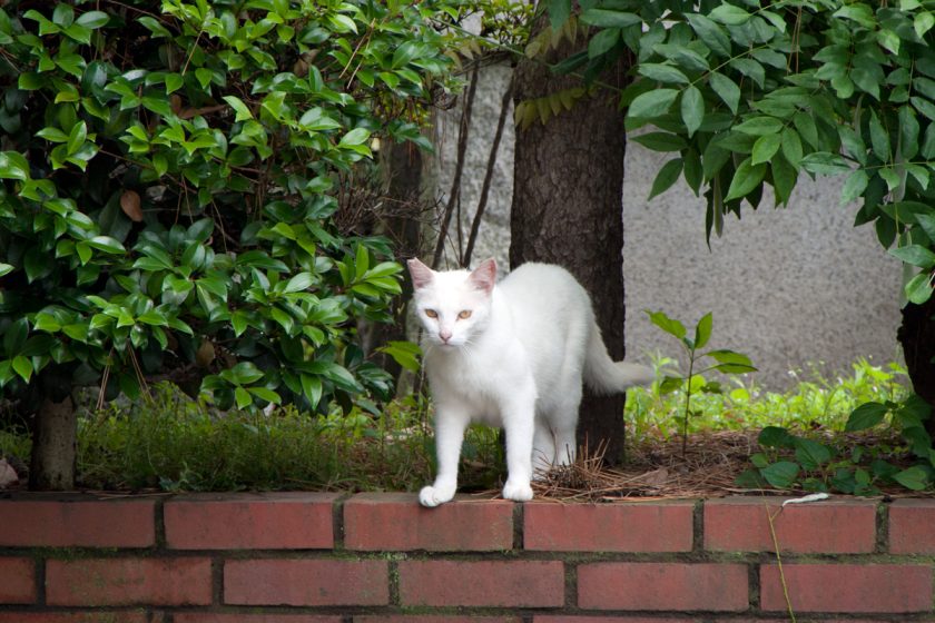 羽村市の猫