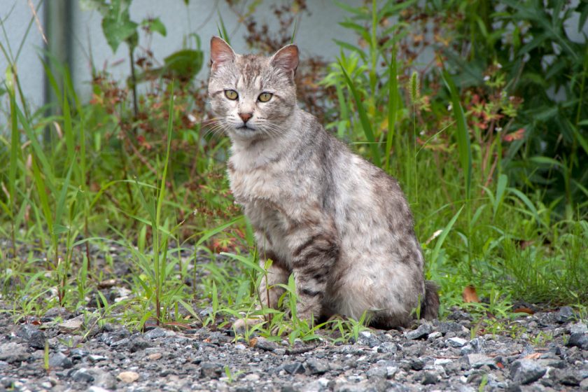 羽村市の猫