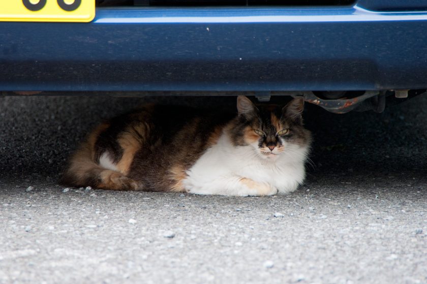 昭島市の猫