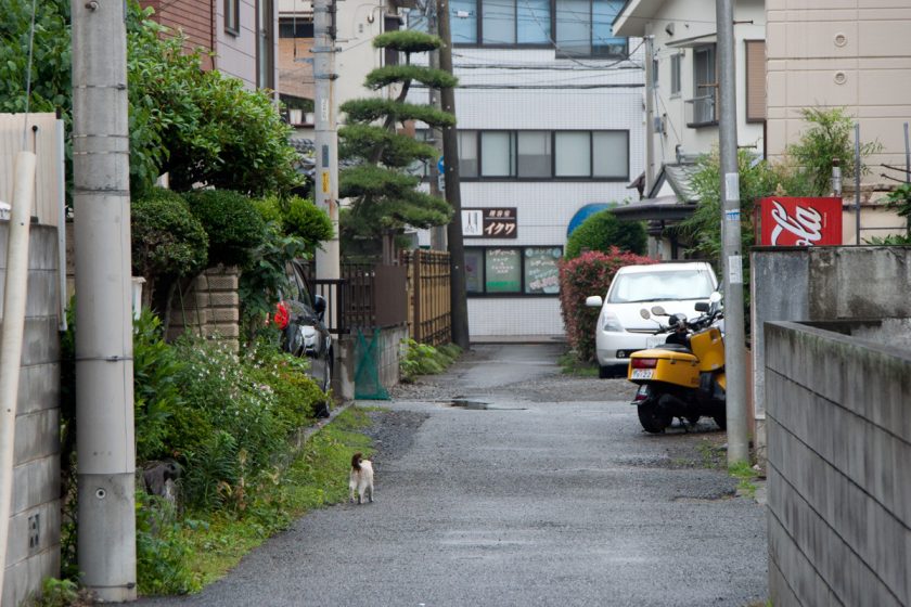 立川市の猫