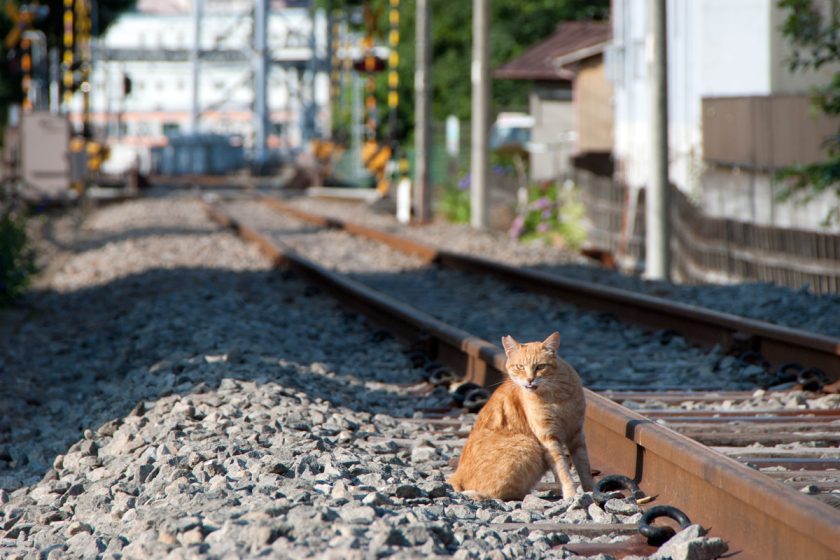 福生市の猫