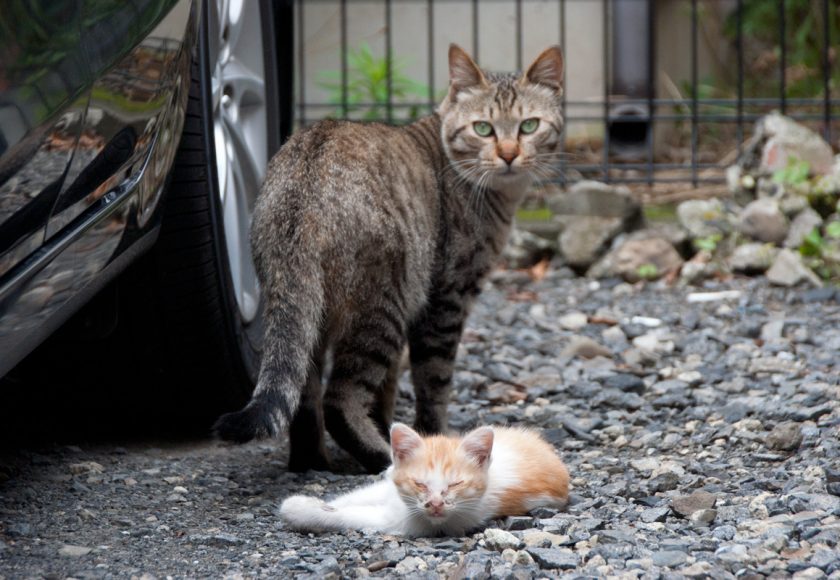 立川市の猫