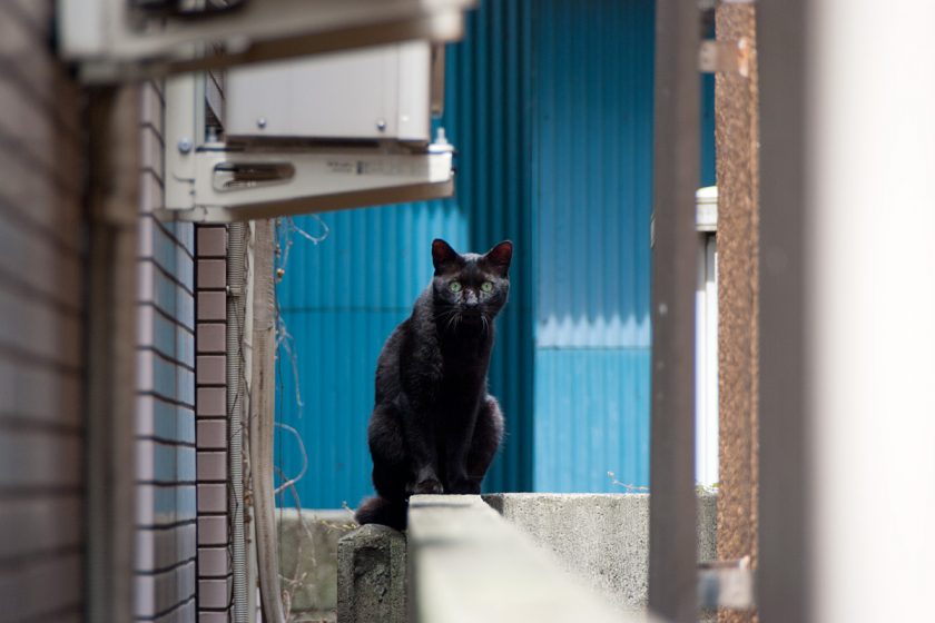 立川市の猫