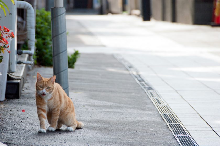 八王子市の猫