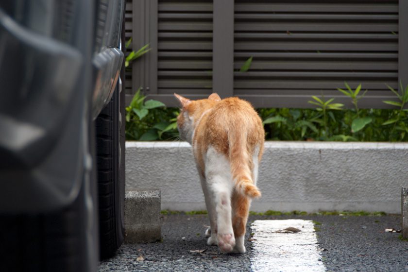 立川市の猫