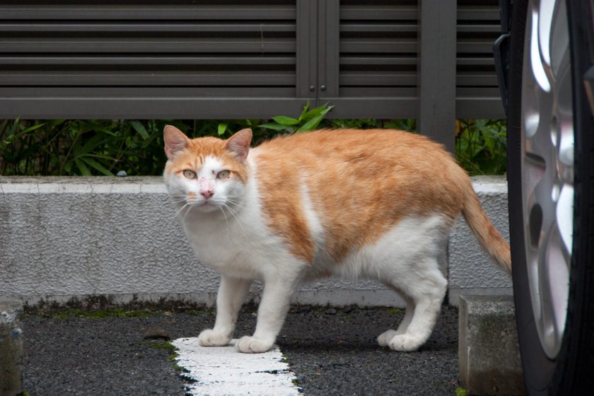 立川市の猫