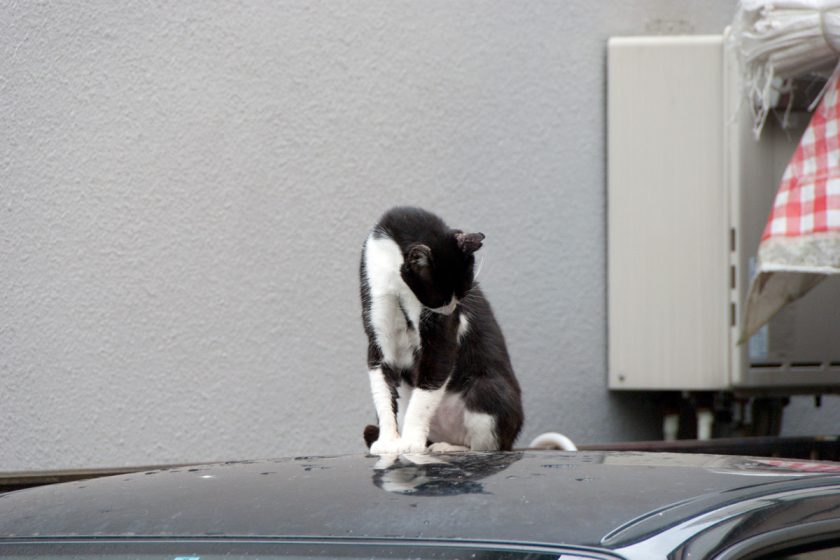 立川市の猫