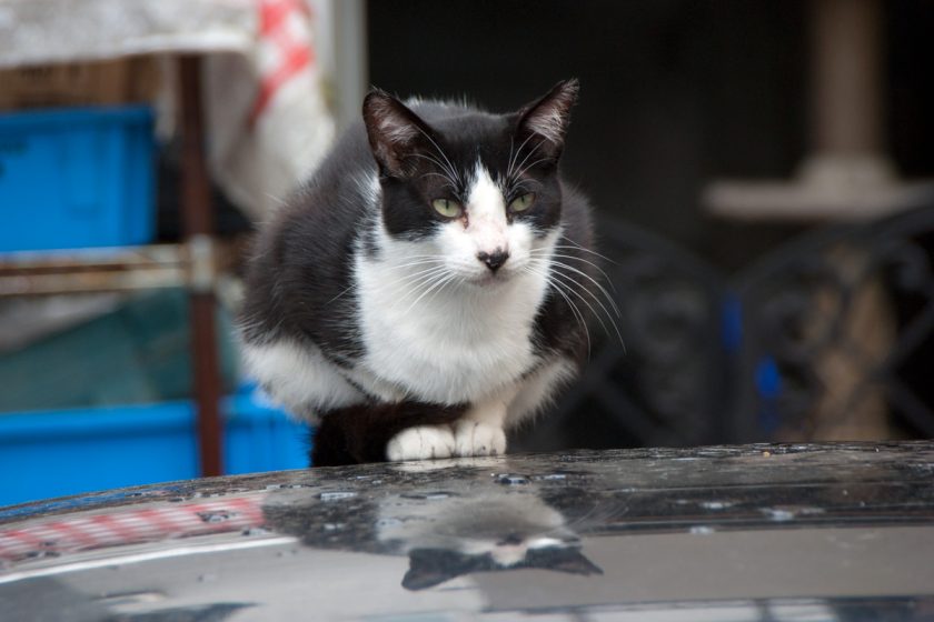 立川市の猫