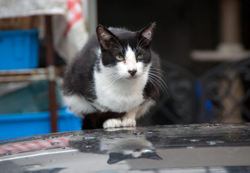 立川市の猫