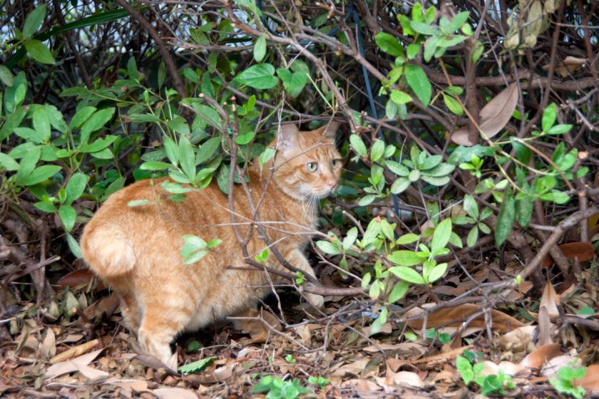 立川市の猫