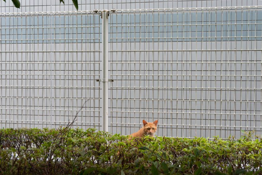 立川市の猫