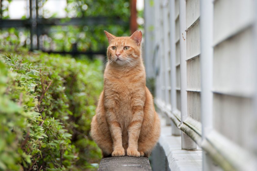 立川市の猫