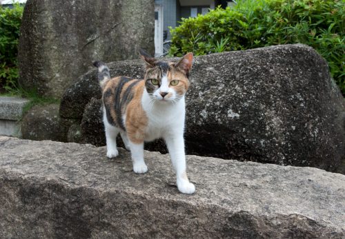 浦安市の猫