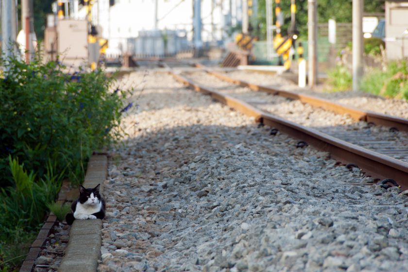 福生市の猫