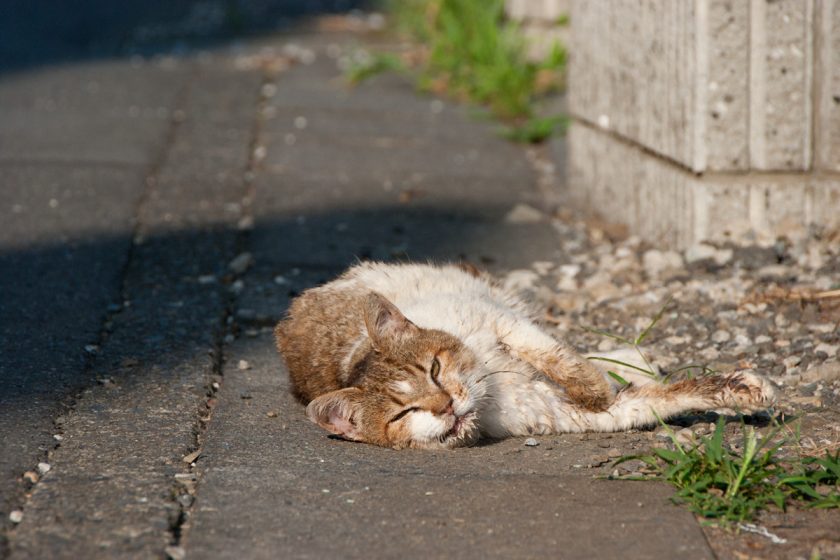 福生市の猫