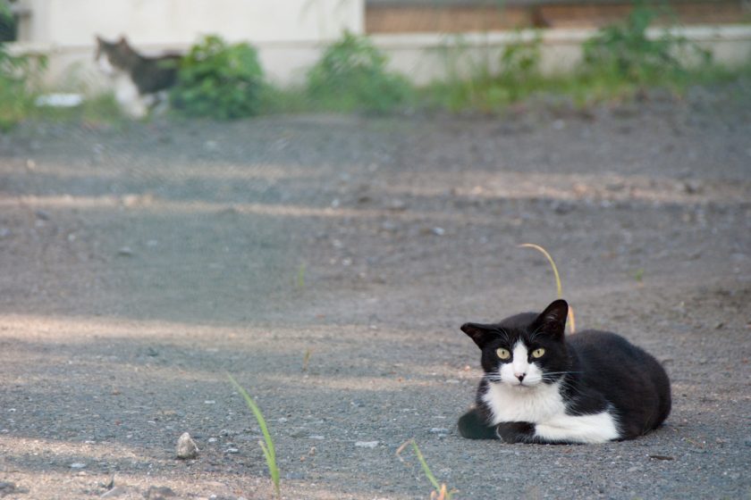 福生市の猫