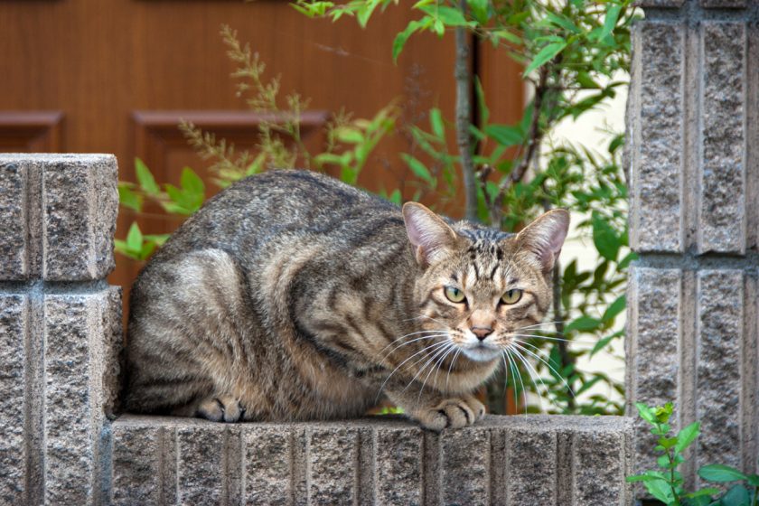 昭島市の猫