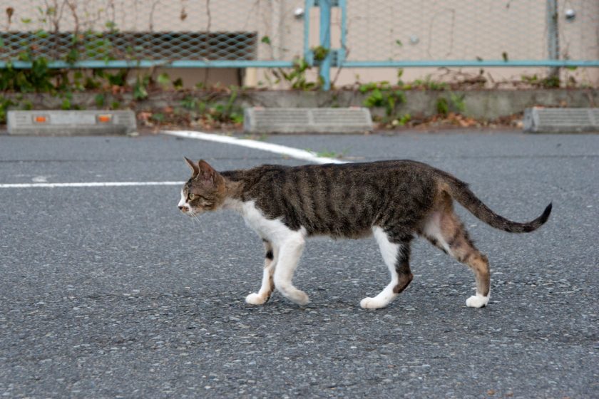 昭島市の猫