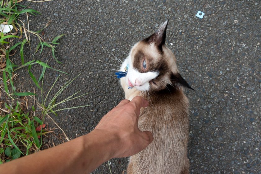 昭島市の猫