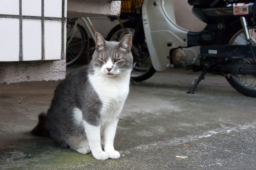 昭島市の猫