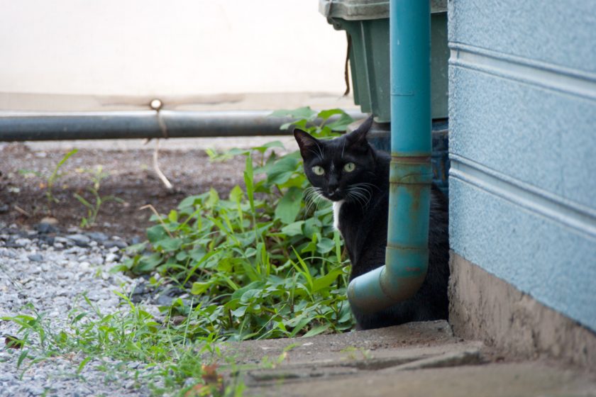 立川市の猫