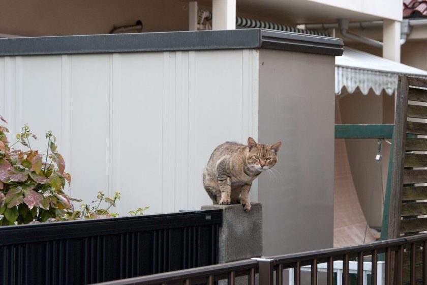 あきる野市の猫