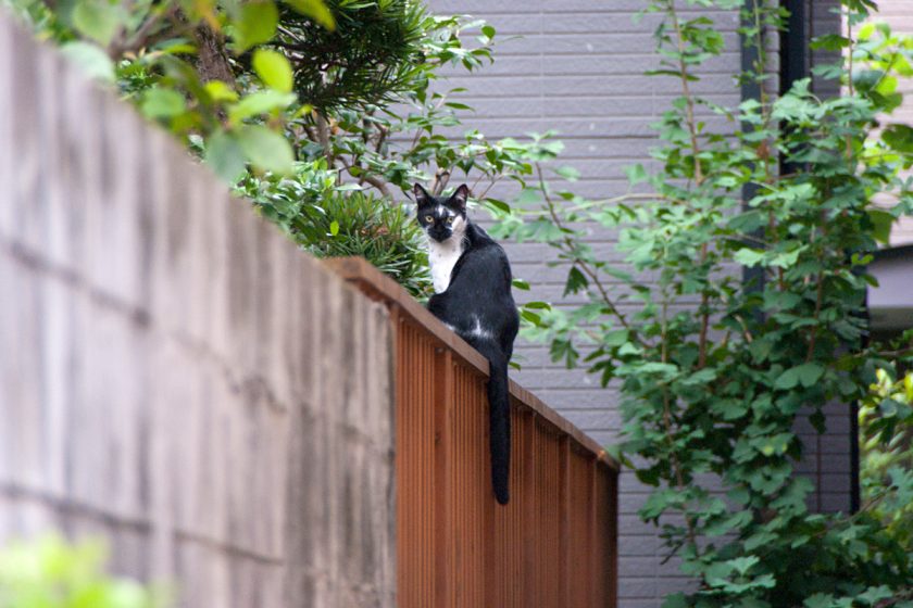 世田谷区の猫