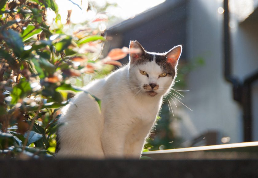 昭島市の猫