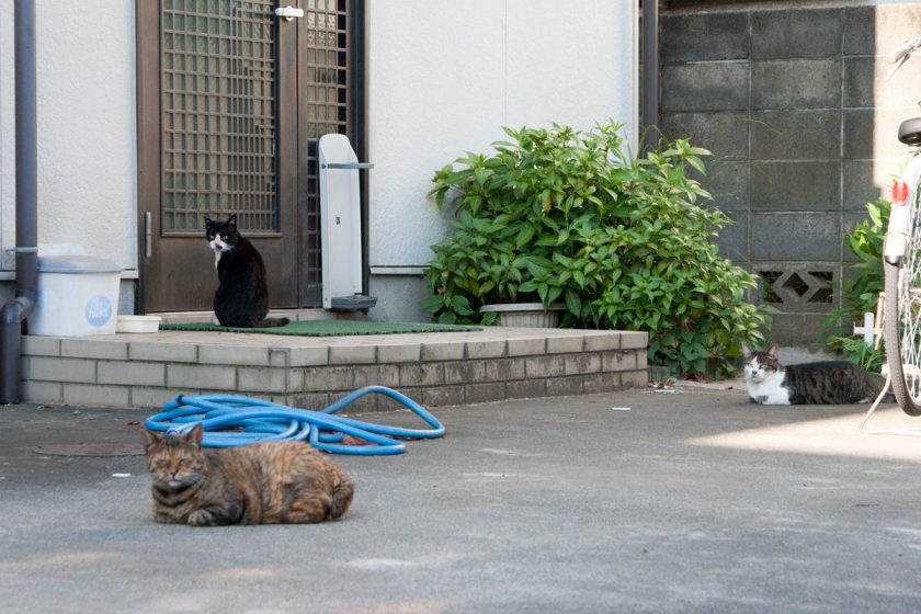 立川市の猫