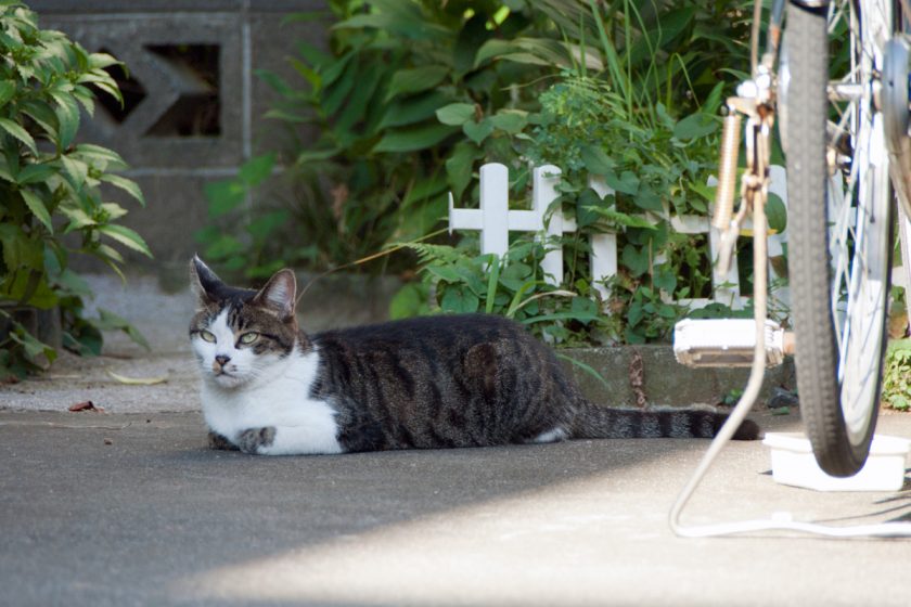 立川市の猫