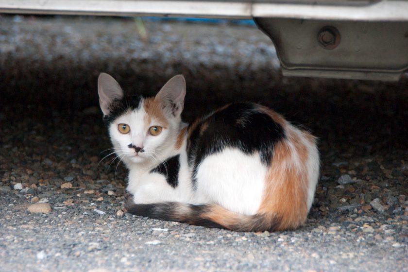 立川市の猫