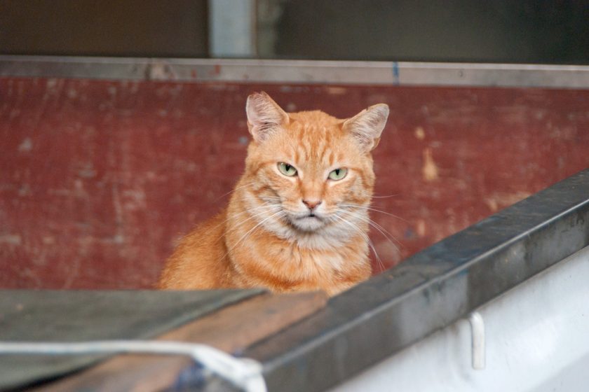 福生市の猫