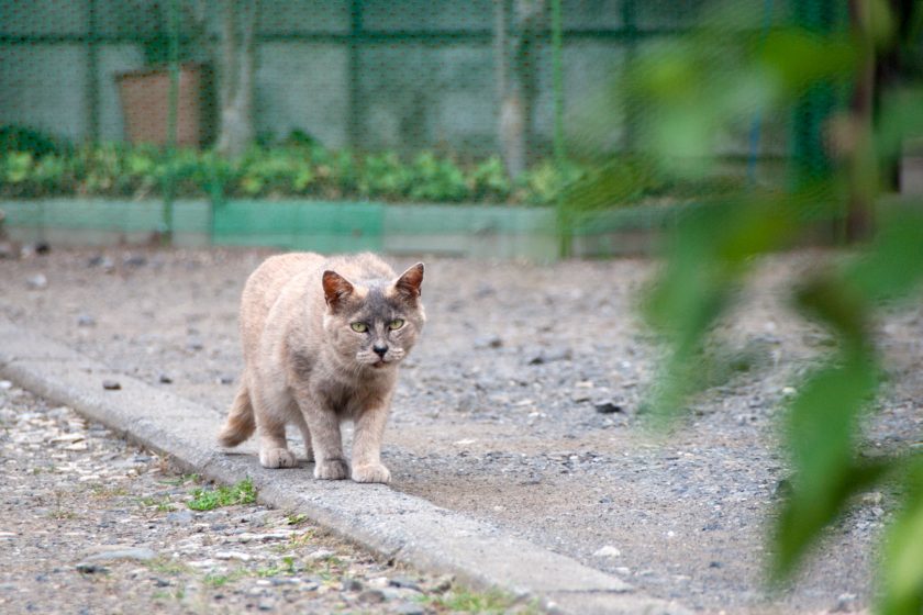 立川市の猫