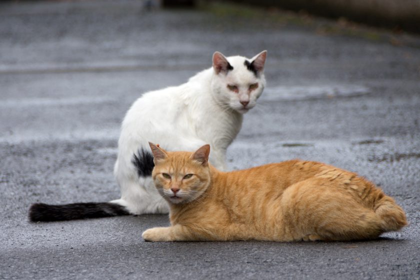 東村山市の猫