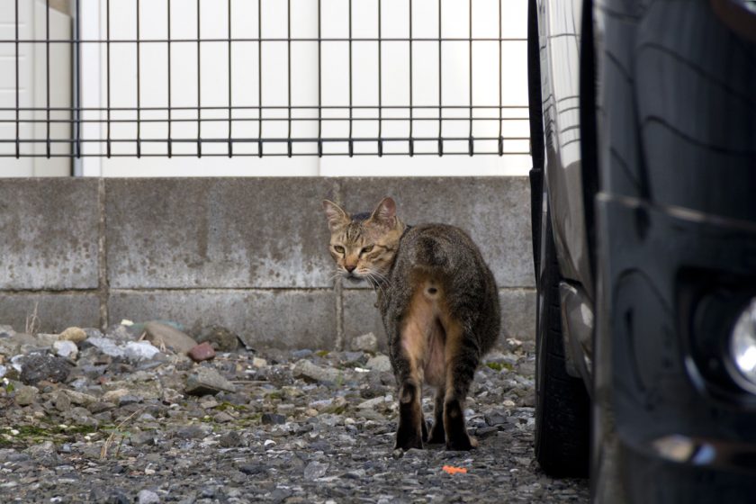 小平市の猫