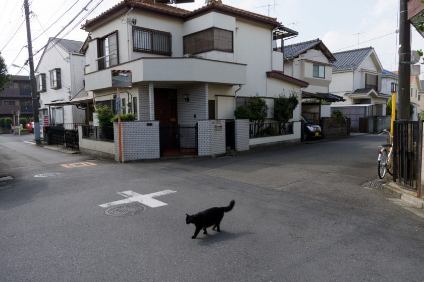 立川市の猫