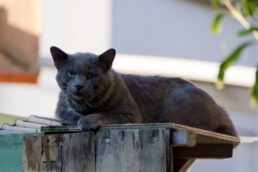 福生市の猫