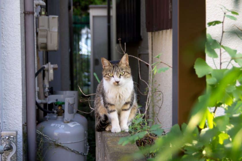 昭島市の猫