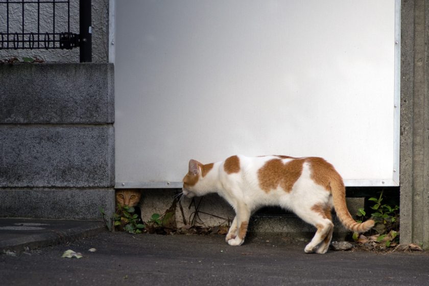 立川市の猫