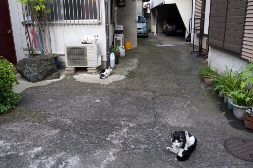 立川市の猫