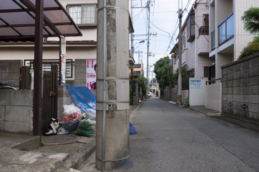 立川市の猫